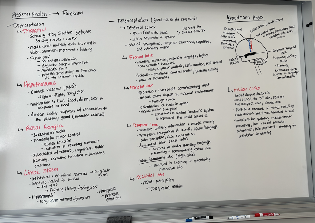 Picture of large whiteboard with descriptions of different parts of the brain.